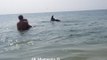 Friendly Dolphins Swim and Play Beside Humans at Ukrainian Beach
