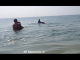 Friendly Dolphins Swim and Play Beside Humans at Ukrainian Beach