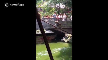 Monkeys dive and swim on a hot day at the zoo