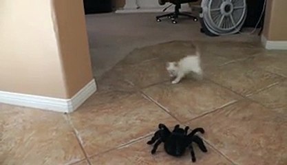 Il effraie ce chaton avec une araignée géante mais regardez la réaction du chat !