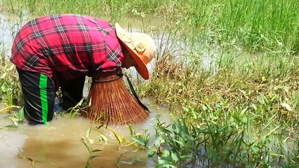 menangkap ikan gabus dengan perangkap tradisional