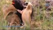 Most Amazing Wild Animal Attacks - Prey Animals vs Predator Fight Back HD