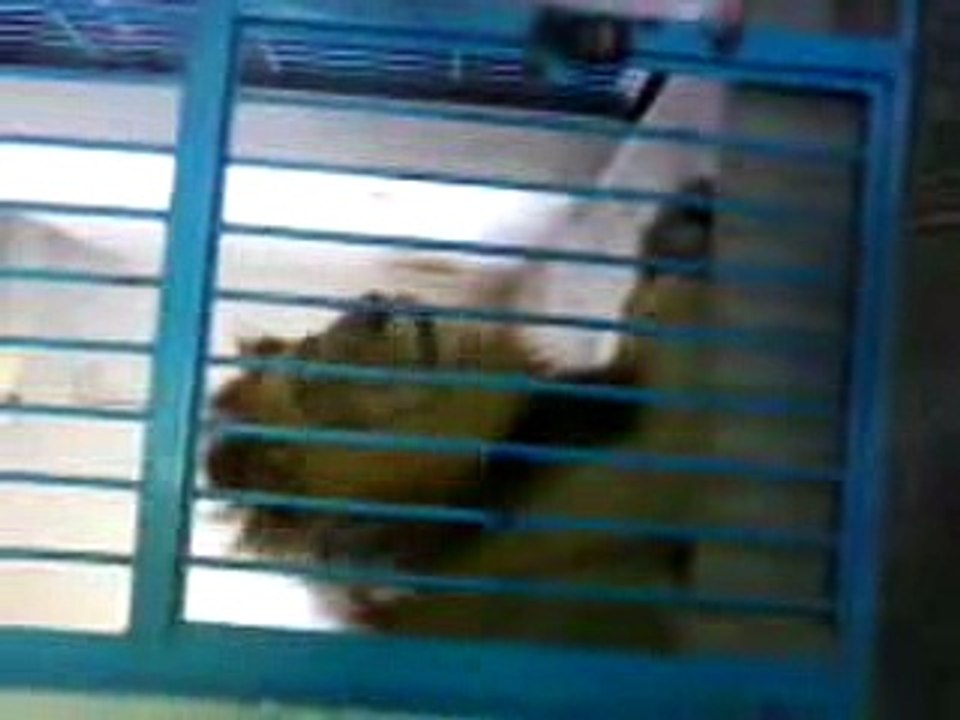 najeeb sultan lion says allah Haq Baho Such Baho