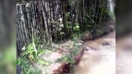 Ils jettent un chat dans une marre aux crocodiles