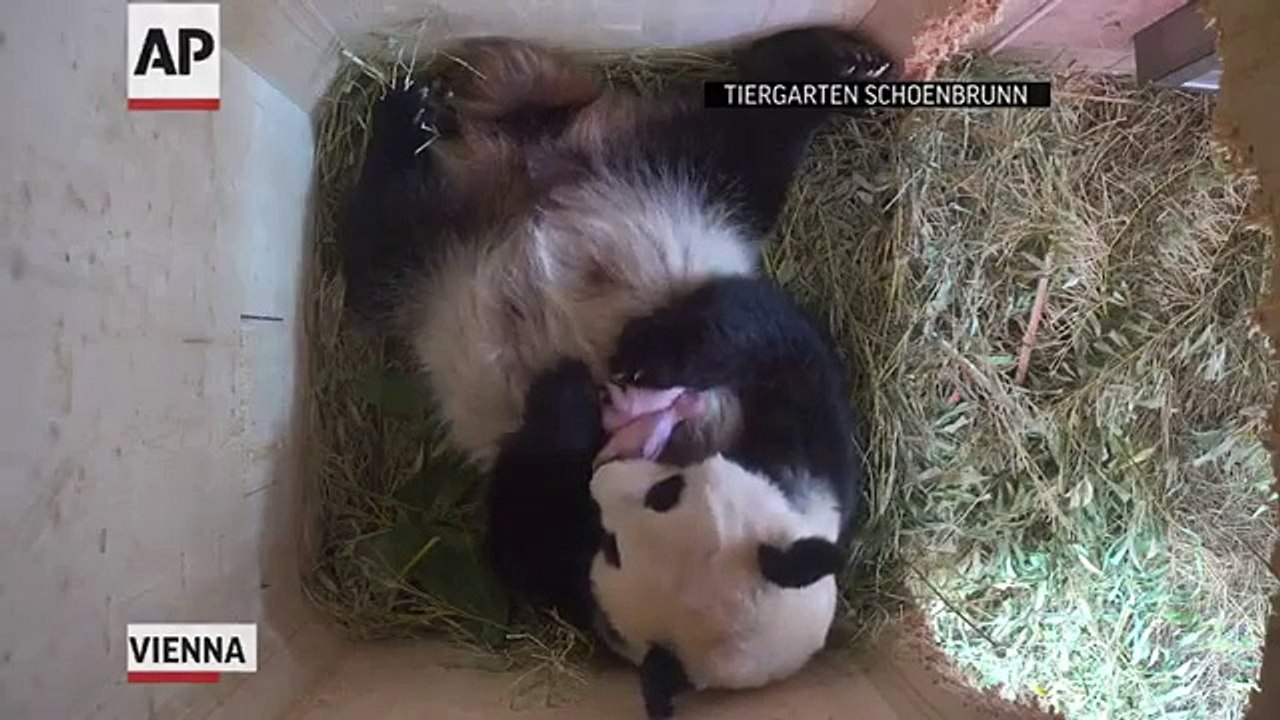 La maman met au monde un bébé. 5 jours plus tard, toute une surprise attend les gardiens du zoo!