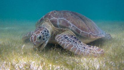 Top 10 Most Endangered Marine Animals