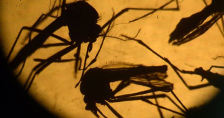 Genetiği Değiştirilmiş Sivrisinekler Zika'yla Mücadele Edecek