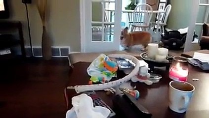 Bebeğe Oyuncak Getiren Köpek