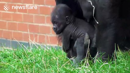 Gorilla mum knows how to carry her baby 'expertedly'