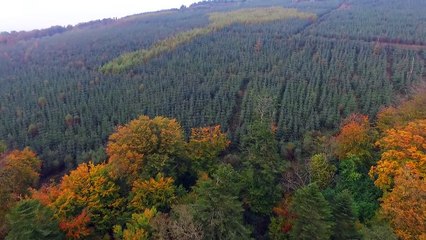 Une croix celtique apparaît dans une forêt irlandaise