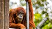 Perth Zoo's Puan the orangutan becomes oldest in world