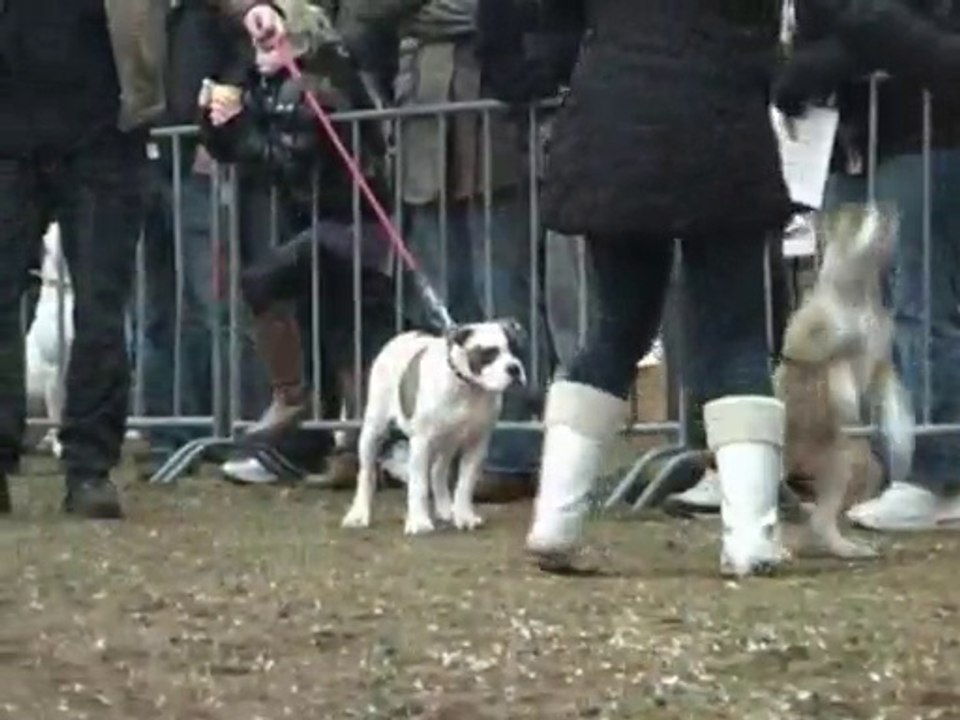 Bouledogue americain