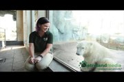 トロント動物園のジュノーの性格 (Oct.27 2016)