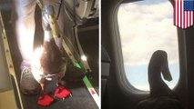 Woman’s emotional support duck catching American flight goes viral