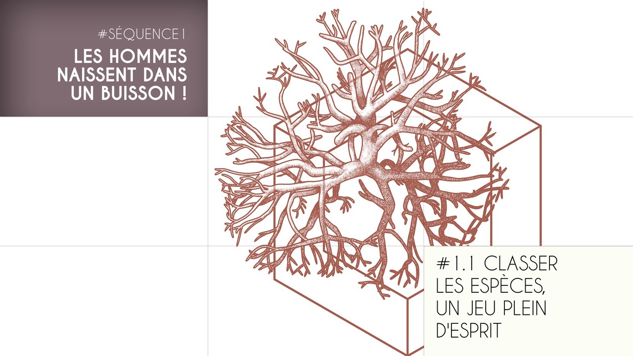 MOOC Les origines de l’Homme, Séquence 1.1. Classer les espèces, un jeu plein d'esprit