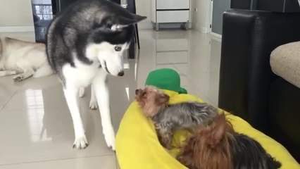 Husky fights with little dogs for bed dominance