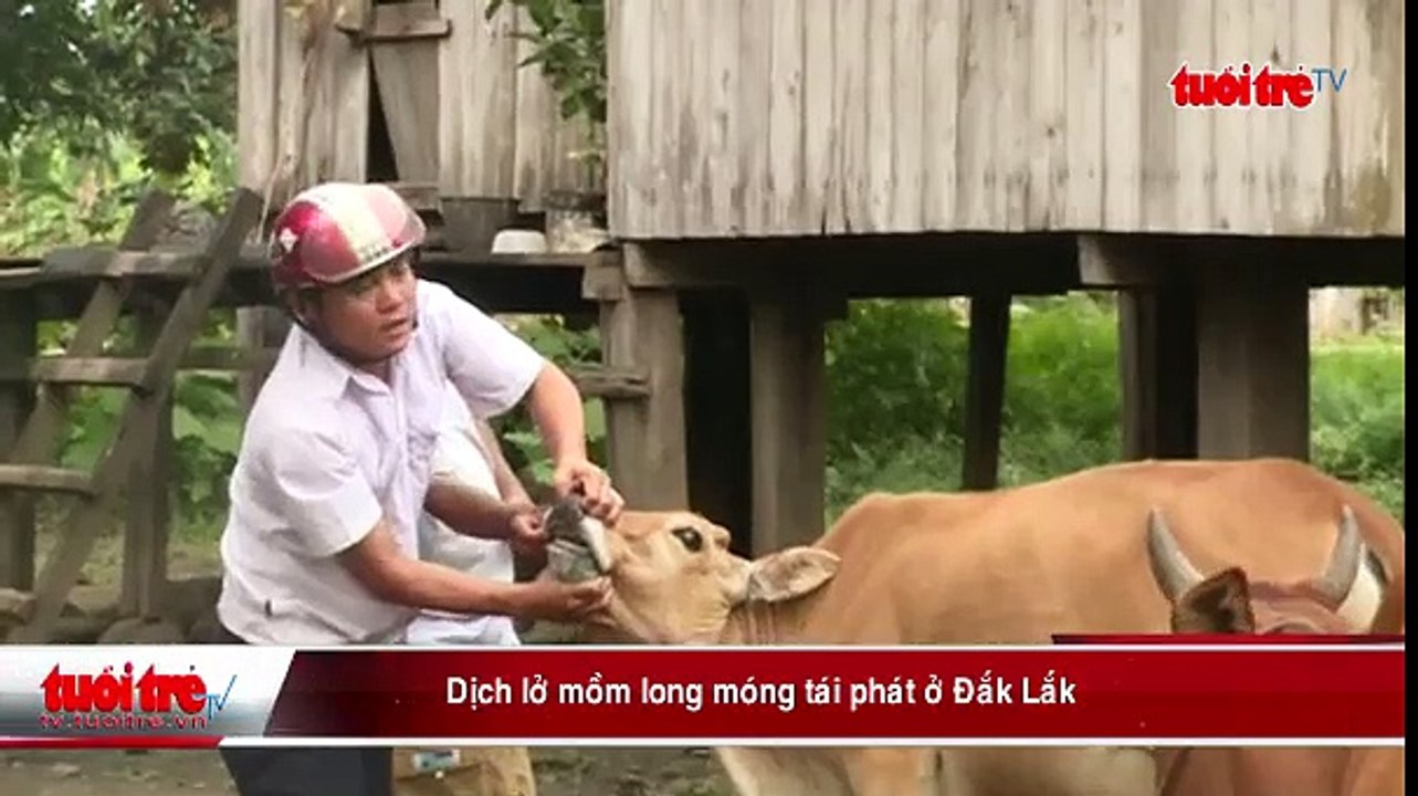 Dịch lở mồm long móng tái phát ở Đắk Lắk