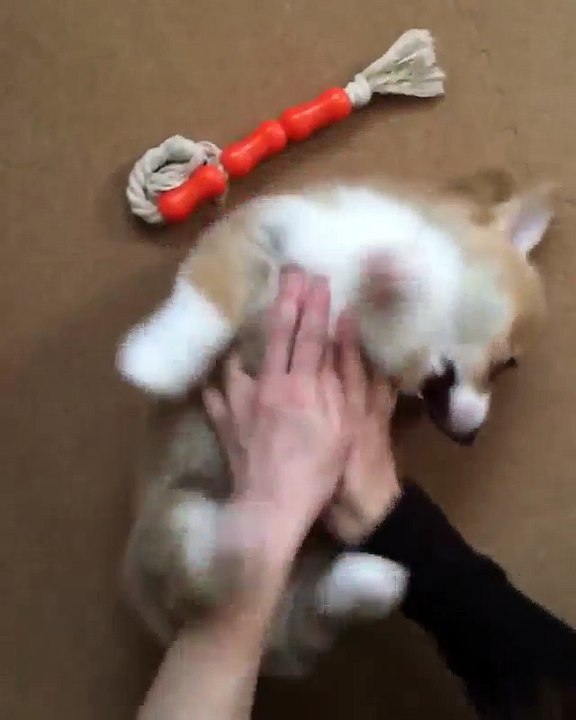 Un adorable bébé corgi redemande des chatouilles