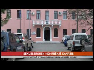 SEKUESTROHEN 1600 RRËNJË KANABIS