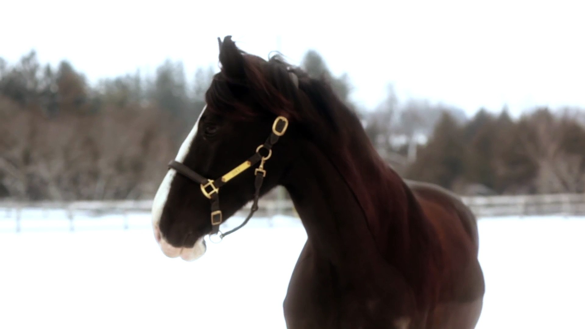 ⁣2016 Clydesdale Superbowl Commercial Part3