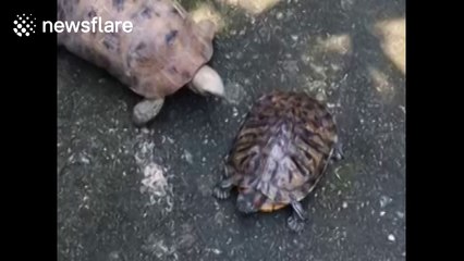 Tortoises engage in feisty fight
