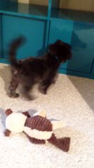 Confused puppy barks at his shadow