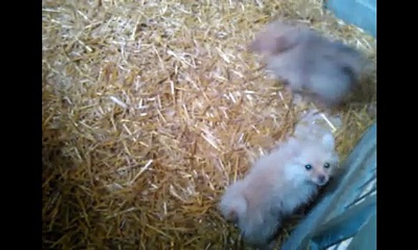 Chiots spitz nés le 9 Aout