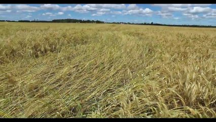 Crop circle in Malabrigo Santa Fe region of Argentina probably October 21, 2016.