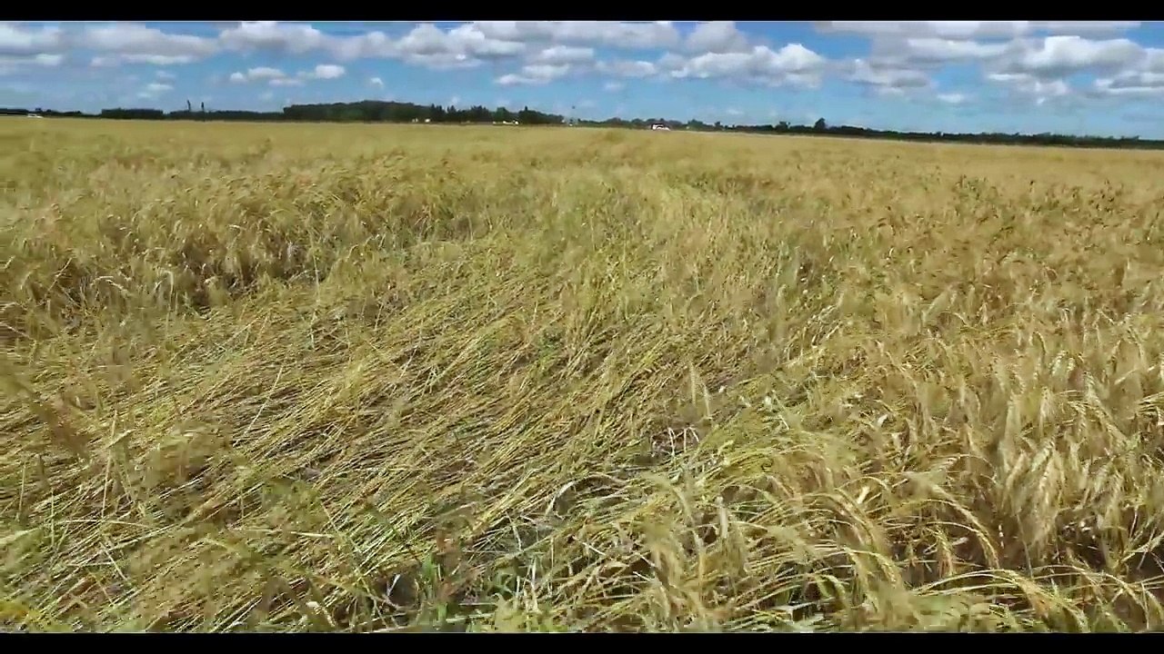 Crop circle in Malabrigo Santa Fe region of Argentina probably October 21, 2016.