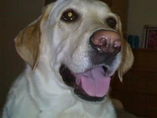 Album photos Vany Labrador