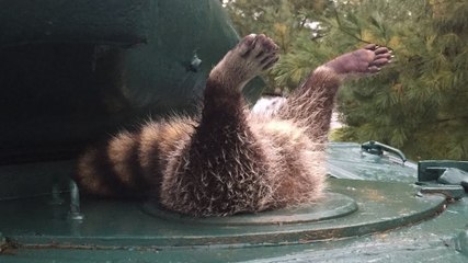 Un raton laveur coincé dans un tank