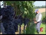 Les  vendanges en musique
