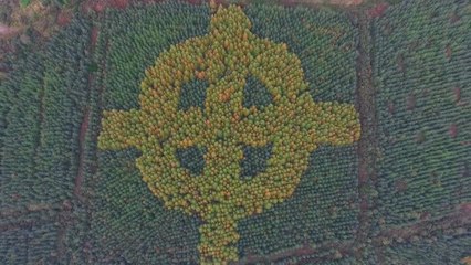Croix celtique dans une forêt irlandaise
