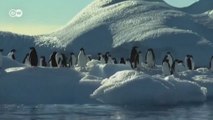 Antarktika'da sualtı koruma alanı oluşturulacak