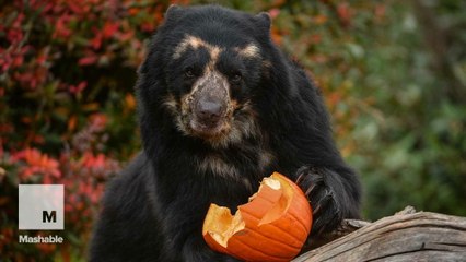 Precious animals will get you into the Halloween spirit