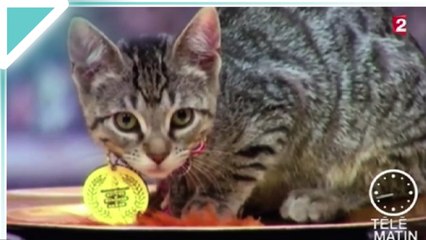 [Zap Télé] LOLCAT La compétition la plus mimi du monde ! (28 10 16)