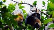 Bacardi Installs Bat Caves at Bottling Plant to Save Bats | Bacardi Limited