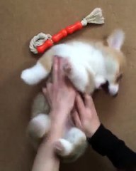 Ce mignon bébé corgi réclame ses chatouilles