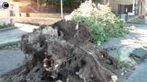 Aversa (CE) - Raffiche di vento, cade un albero in viale Europa (28.10.16)