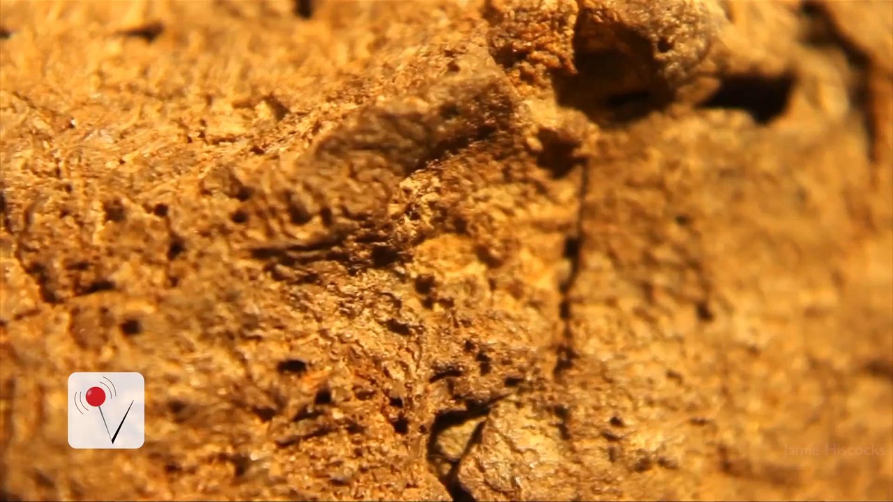 World's First Dinosaur Brain Discovered