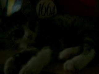 Un chaton qui se réveille