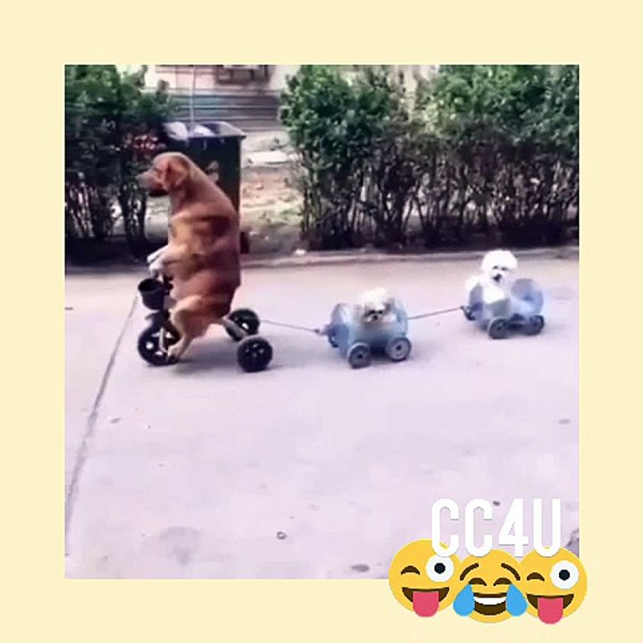 Funny Animals Must watch!!!