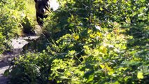 Grizzly Bear Encounter in Montana Glacier National Park