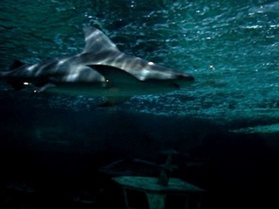 shark atak :)