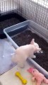 Frenchie puppies using litter box