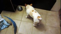 French Bulldog Eating Food