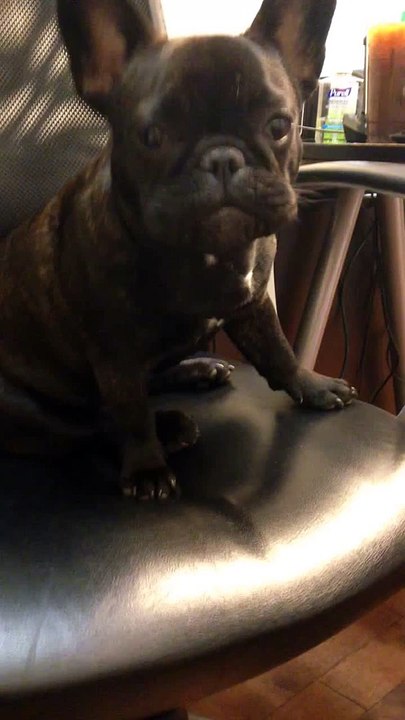 Frenchie Puppy Hates Work !!!