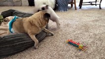 French Bulldog Puppies Get to Know Their Old Pug Brother