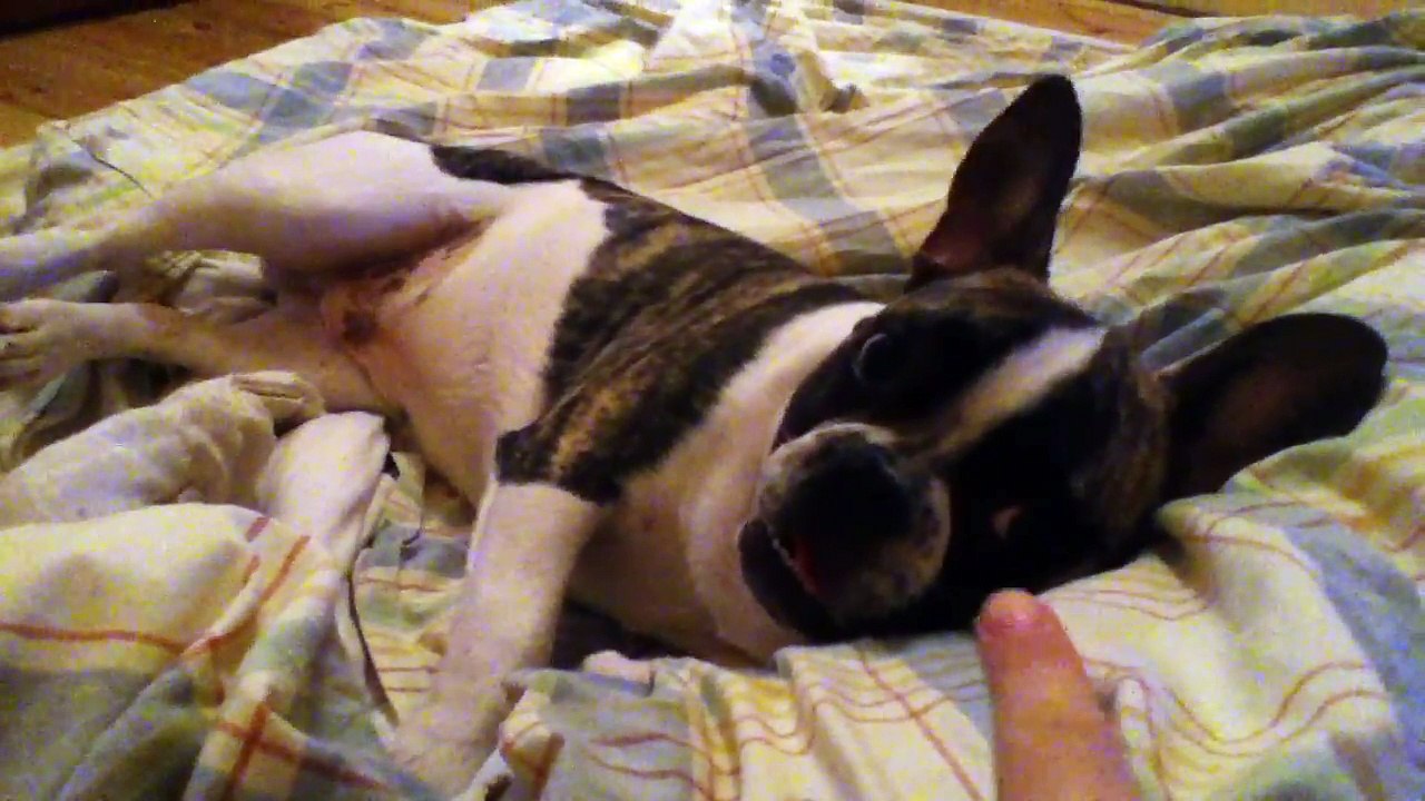 French Bulldog Snoop Doggy Dogg aka Snoopy