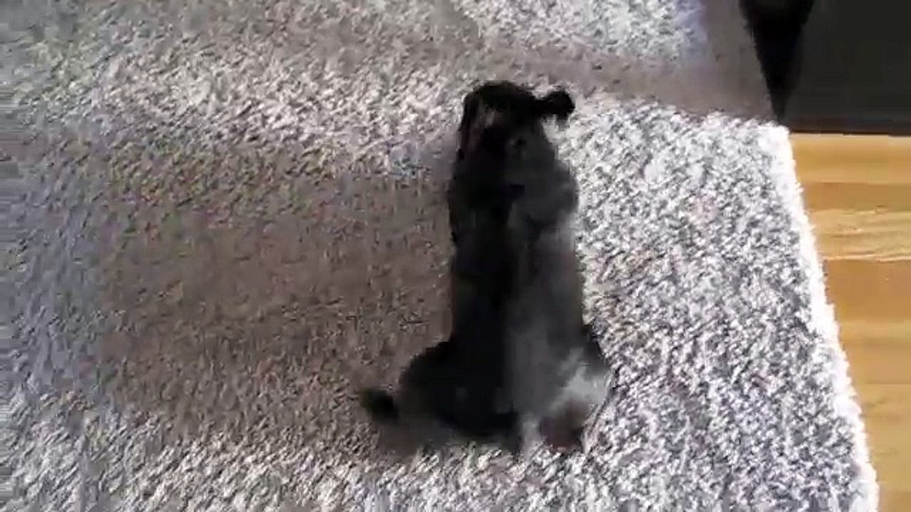 French Bulldog snorts like a pig